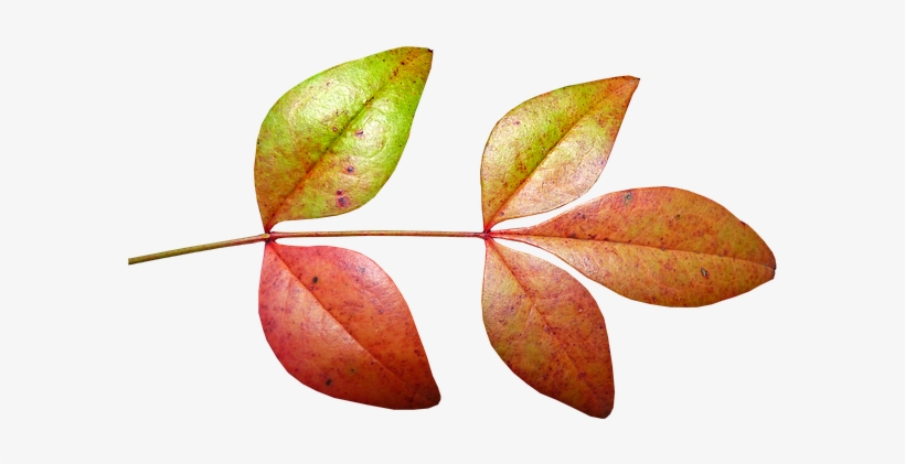 Autumn, transparent png #3903176
