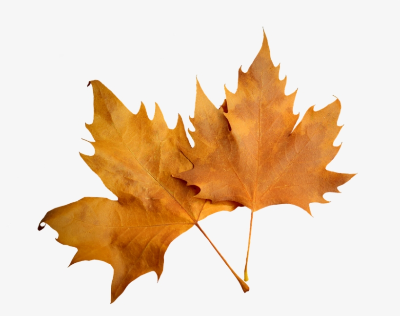 The Study Of Nature Is A Large, If Not The Only, Part - Herbstblatt Png, transparent png #3903351