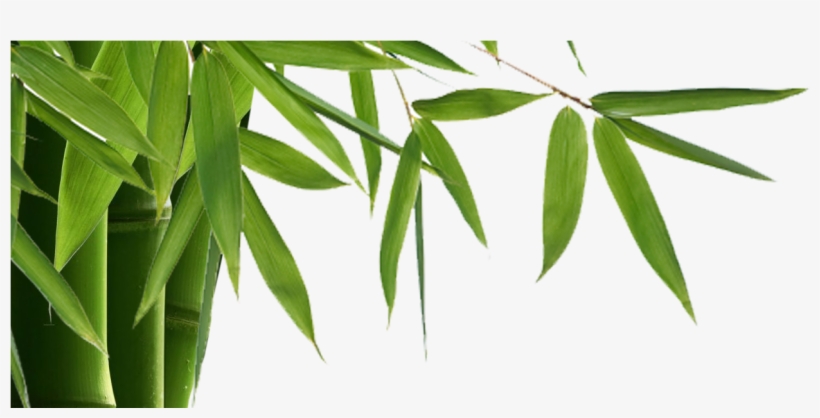 Bamboo Is Elegant, Modern With Many Benefits Inside - Transparent Background Bamboo Border Png, transparent png #3903454