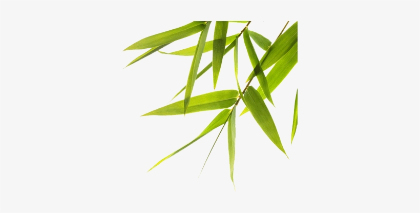 Bodhi Seed Center For Healing And Conscious Living - Dogs For Sale Poster, transparent png #3903658