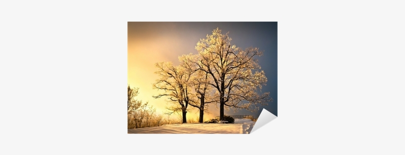 Ice And Frost Covered Oak Tree In Cold Winter Snow - Gallery-wrapped Canvas Art Print 16 X 11 Entitled Luminous, transparent png #3904617