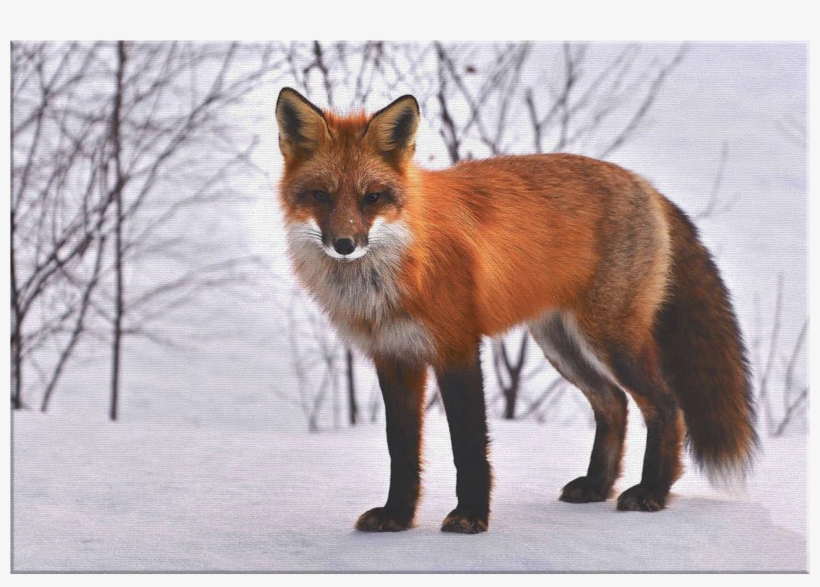 "fox In Winter Snow" Premium Canvas - Public Domain Red Fox, transparent png #3904911