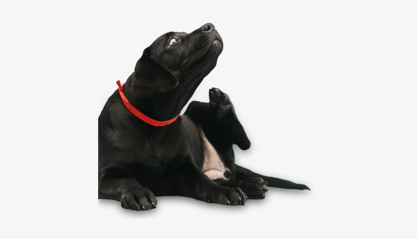 Dog Itching And Scratching - Dog Scratching Png, transparent png #3904914