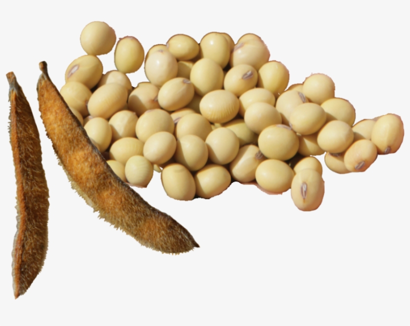 Soy-beans - Jpeg, transparent png #3904955