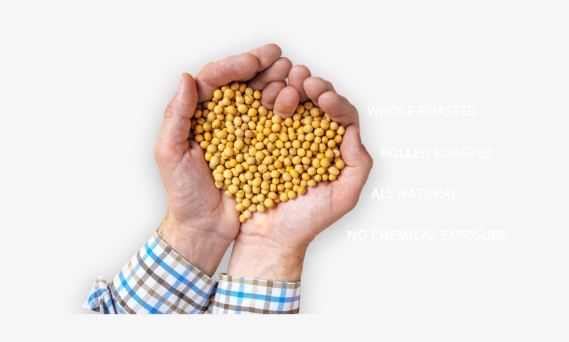 Man Cupping Hands Together Filled With Roasted Soybeans - Soybean, transparent png #3904987