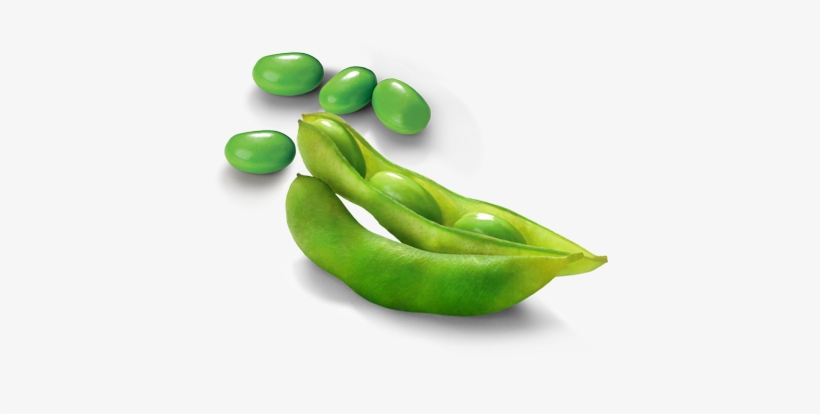 Edamame Png Photos - Edamame Png, transparent png #3904989