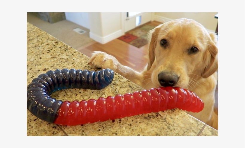Worlds Largest Gummy Worm, transparent png #3905134