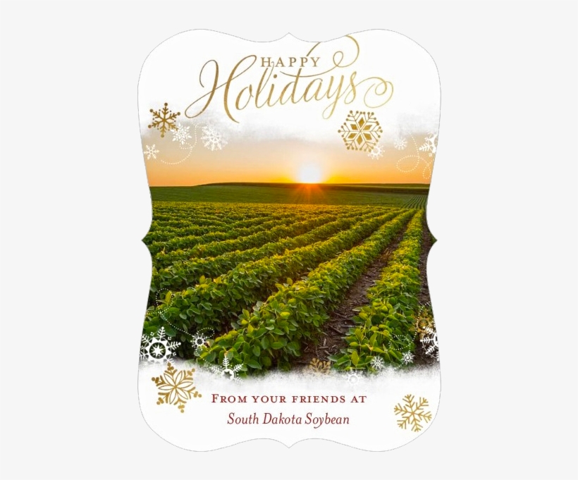 Cash Crop, transparent png #3905138