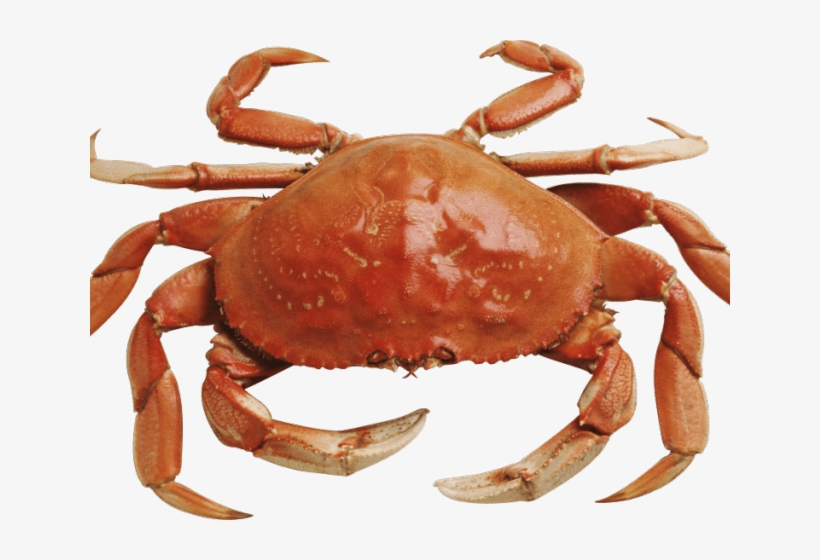 Crabs Clipart Yellow Crab - Png Crab, transparent png #3905967