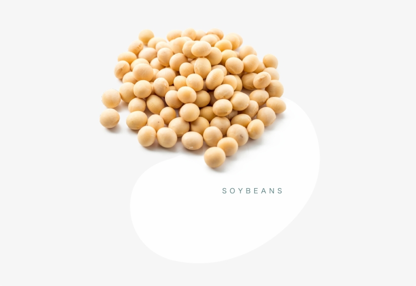 What's In The Small Is Big - Soybean, transparent png #3906355