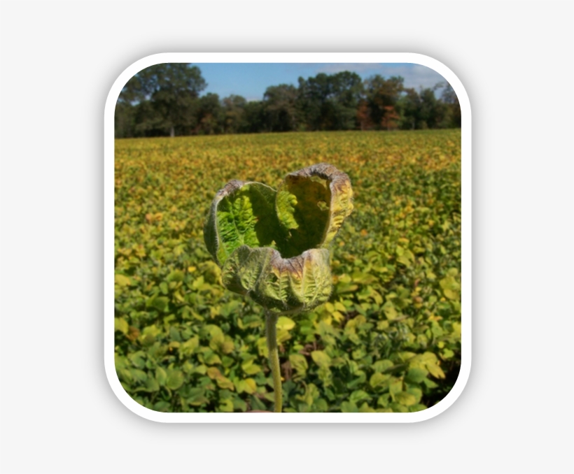 Herbicide-damaged Soybeans From Dicamba Drift - Dicamba, transparent png #3906418
