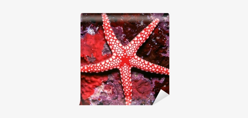 Beautiful Red And White Starfish Wall Mural • Pixers® - Estrellas De Mar Tienen Ojos, transparent png #3906748