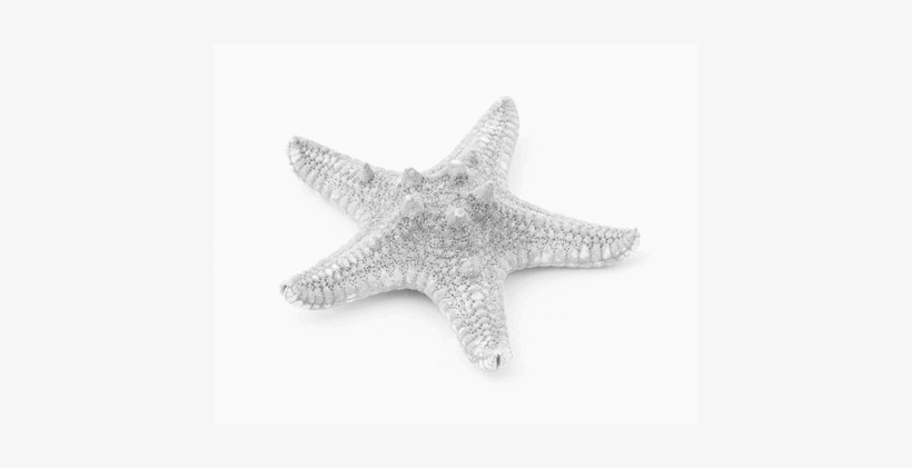 Why Stay - Starfish, transparent png #3907570