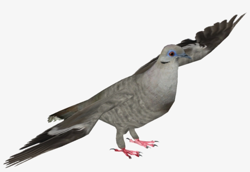 White-winged Dove - Stock Dove, transparent png #3907575