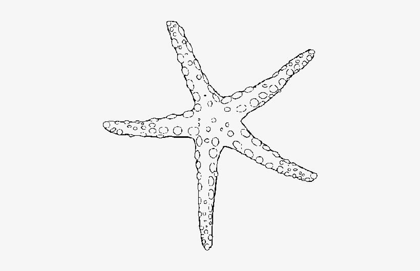 Sea Star Pictures To Color, transparent png #3907655