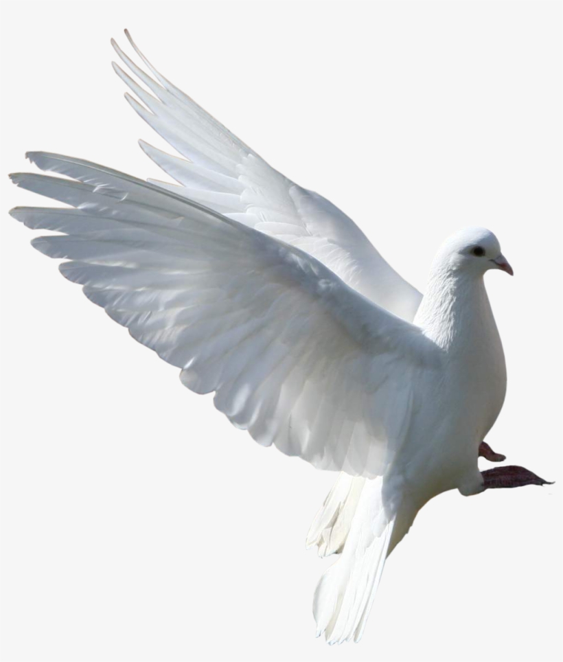 Disney Princess Images Dove 11 Hd Wallpaper And Background - Group Of Pigeons Png, transparent png #3907846