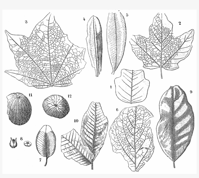 File - La Nature - 1878 - S1 - P285 - Les Périodes - Drawing, transparent png #3908423