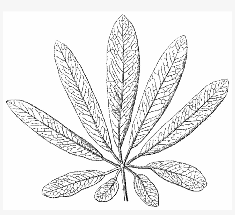 File - La Nature - 1877 - S2 - P125 - Les Périodes - Illustration, transparent png #3908455