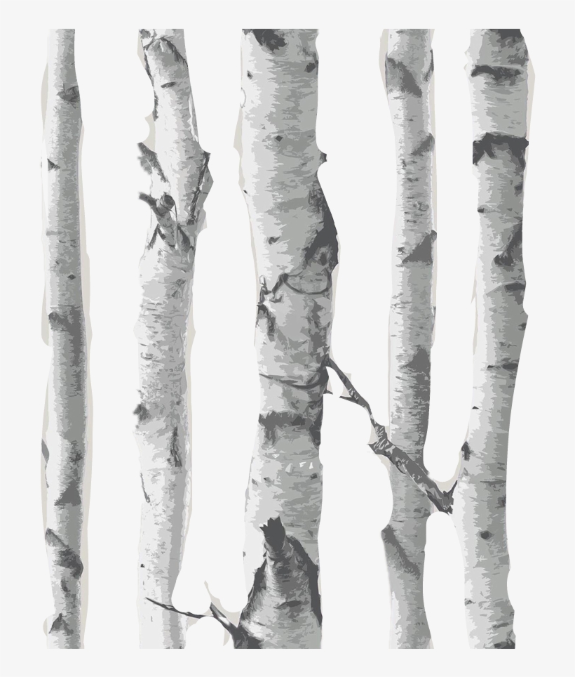 Overlay Matches Birch Background Backgrounds Woods - Birch Tree