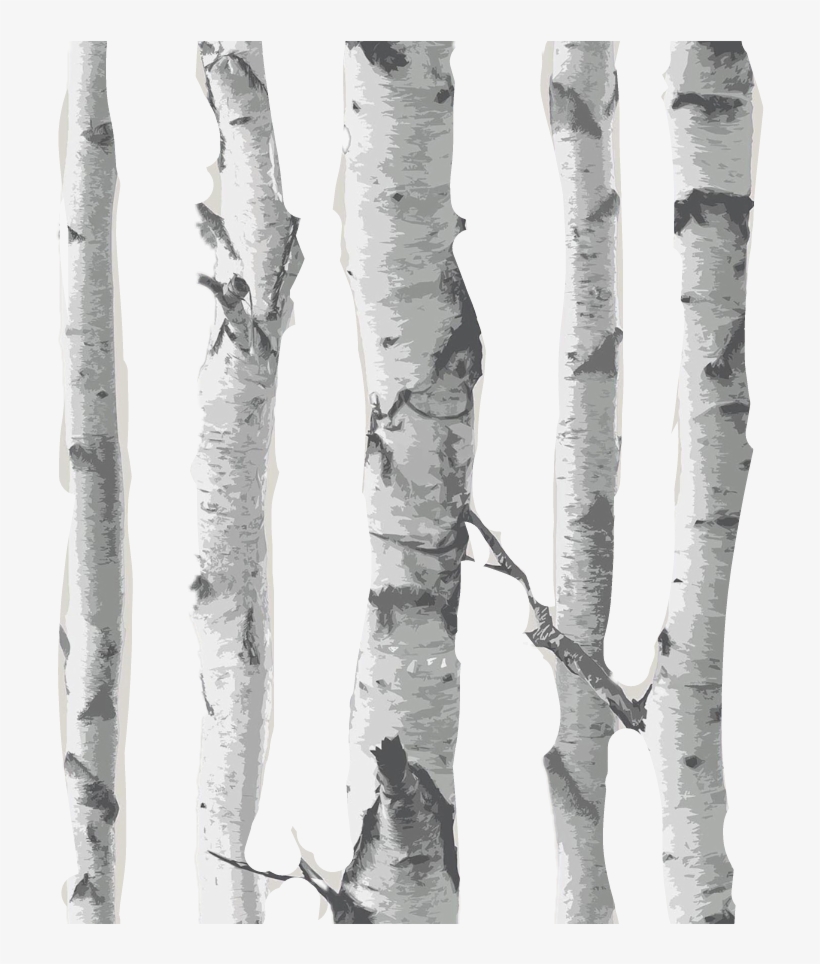 Overlay Matches Birch Background Backgrounds Woods - Birch Tree Transparent Background, transparent png #3908622