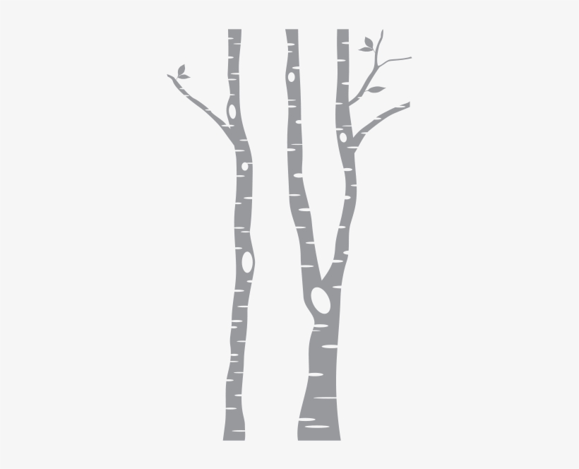 Birch Trees Transparent, transparent png #3908655