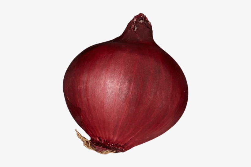 Red Onion - Free Transparent PNG Download - PNGkey
