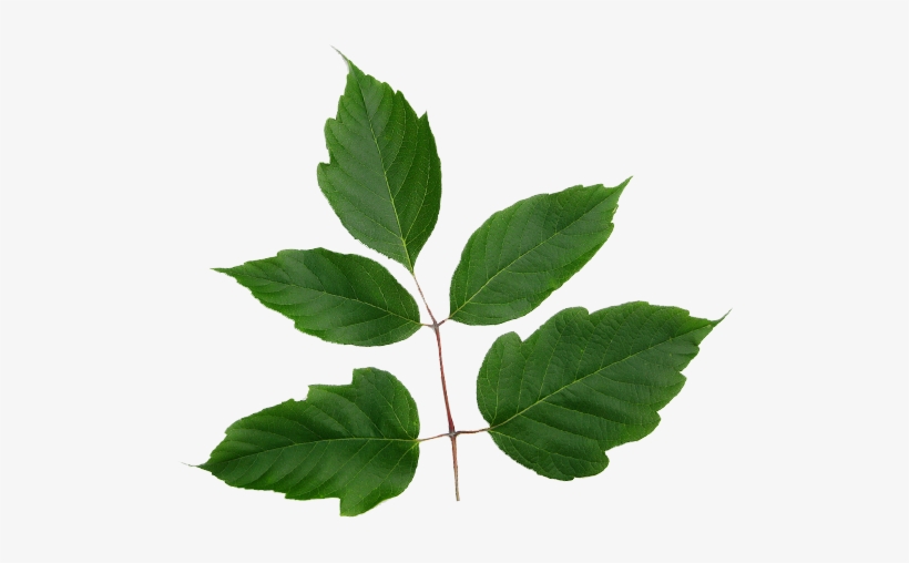 Emerald Ash Borer - Canoe Birch, transparent png #3908926