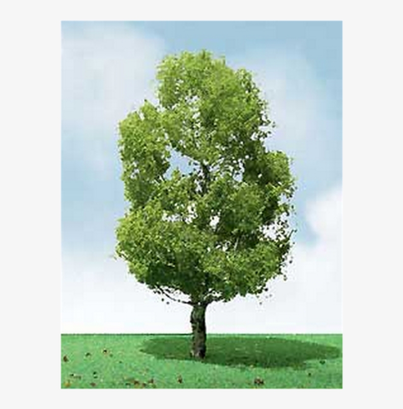 Jtt Pro-elite Trees - Birch 3.5" To 4" 2/pk, transparent png #3908931