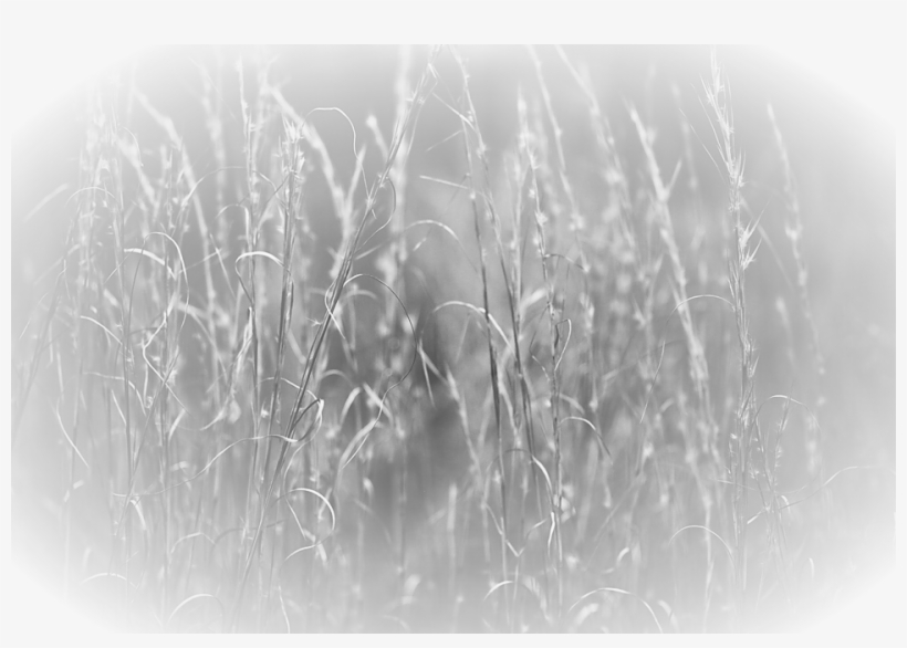 07 Variedades Vegetales, transparent png #3908958