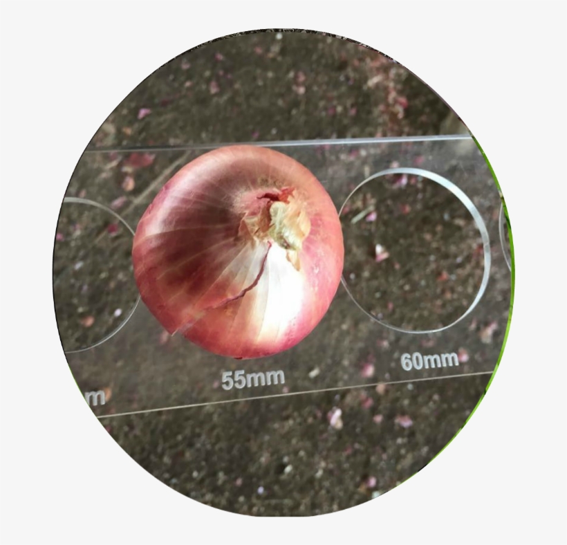 Fresh Onions - Orange Onions, transparent png #3909051