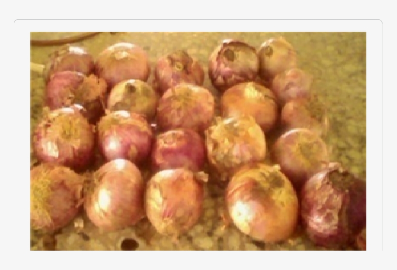 Whole Onion Samples - Onion, transparent png #3909196
