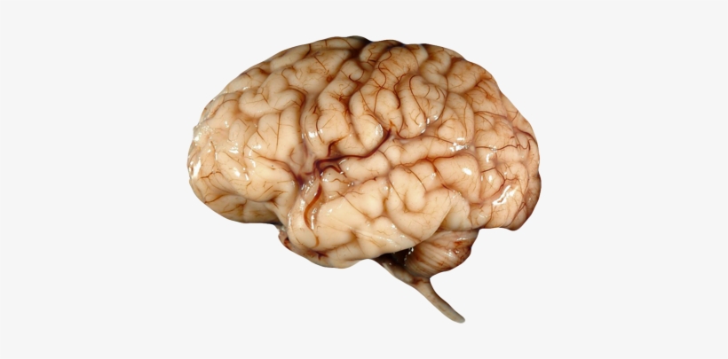 Body-010 - Human Body Parts Png, transparent png #3911405