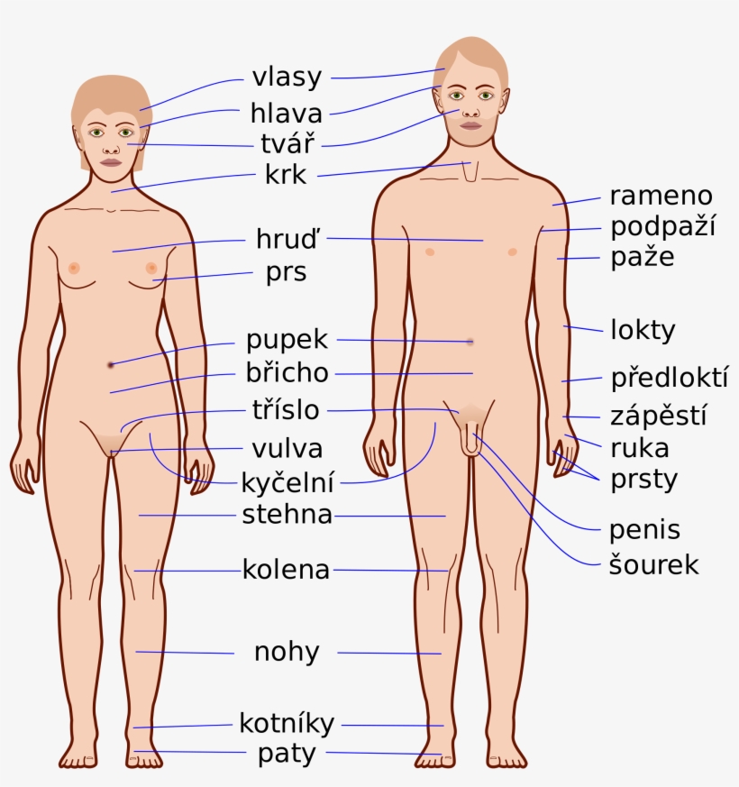 Open - Human Body, transparent png #3911408