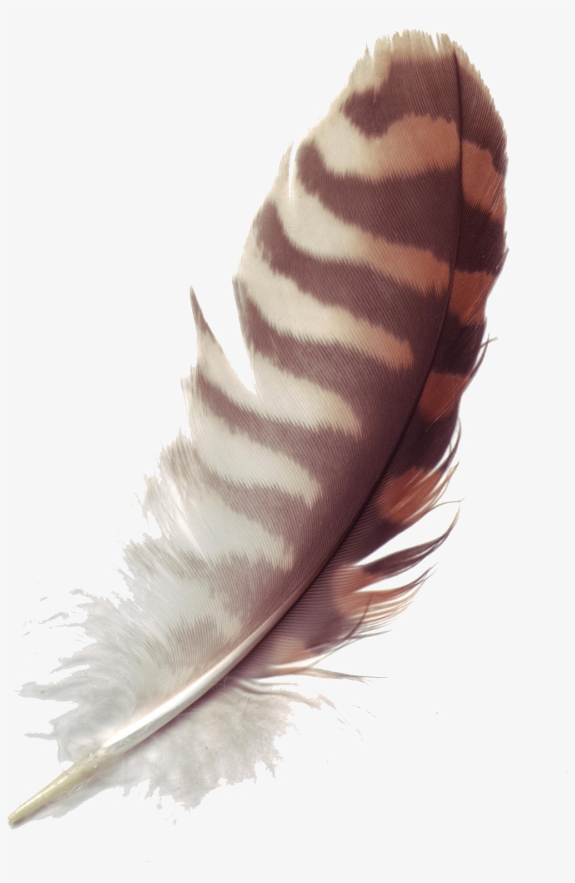 Feather Free Download Png - Ticklish By Jennifer Barham-floreani, transparent png #3911433