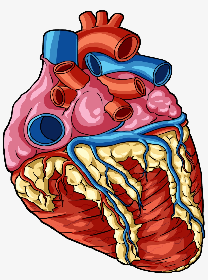 Heart 1 - Human Body Part Png Transparent, transparent png #3911482