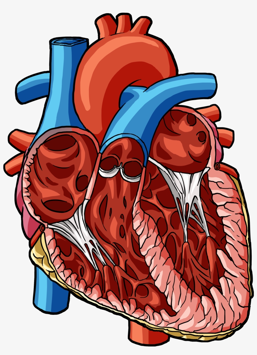 Heart 2 - Illustration, transparent png #3911582