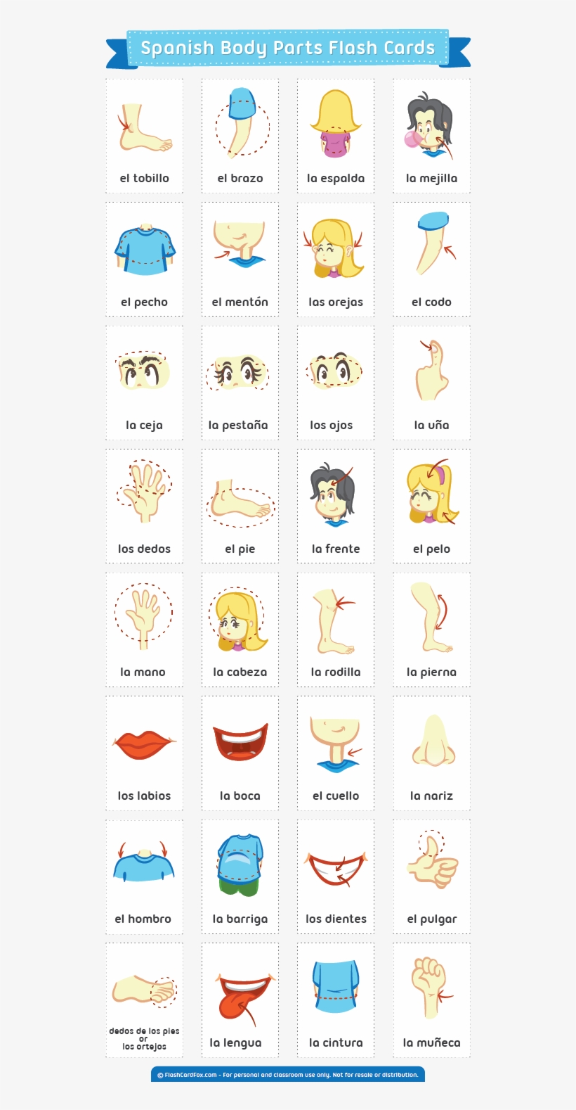 Description - Body Parts Flash Cards, transparent png #3911605