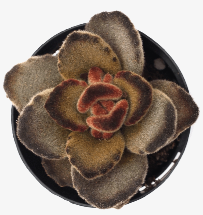 Kalanchoe Tomentosa 'teddy Bear' - Kalanchoe Tomentosa Teddy Bear Care, transparent png #3911928