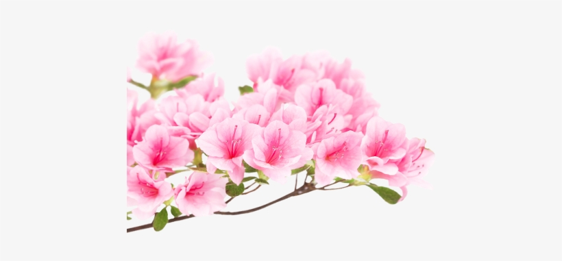 Artificial Flower, transparent png #3912206