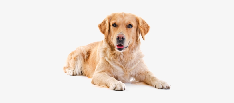 Drop Your Dog Off Daily During The Week - Golden Retriever White Background, transparent png #3912261