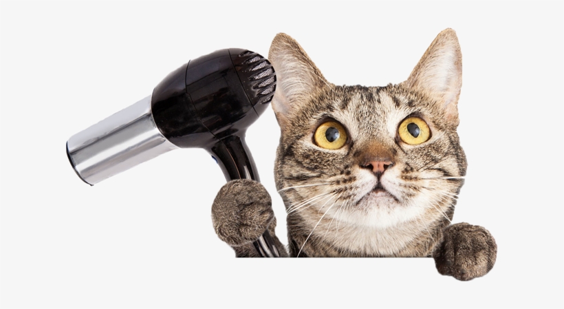 Pet Grooming - Cat Getting Groomed Png, transparent png #3912265