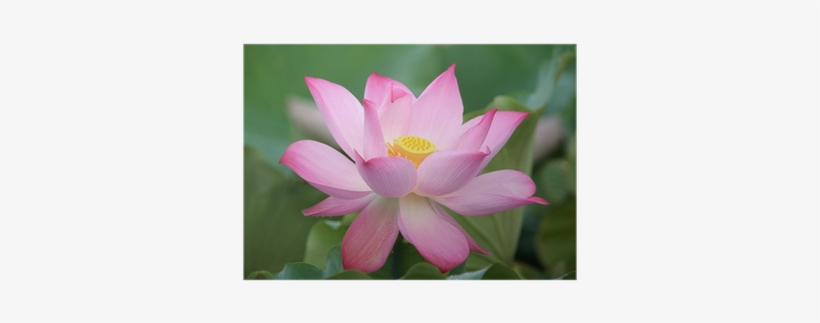 Sacred Lotus, transparent png #3912352