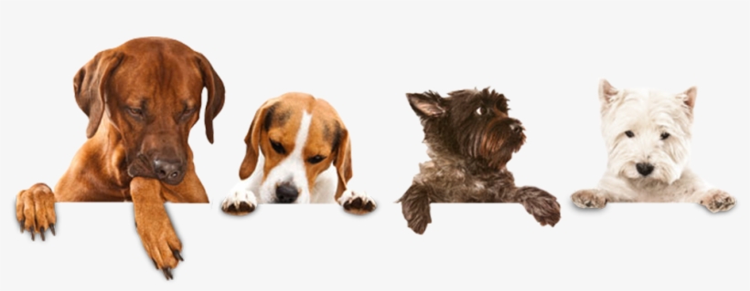 We Have Vast Experience Grooming Both Pure Breed And - Cesar Savory Delights Rotisserie Chicken Flavor With, transparent png #3912406