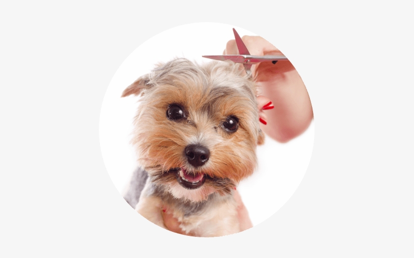 "not Only Are Their Prices Reasonable But It's A Calming - Dog Happy Groom, transparent png #3912568