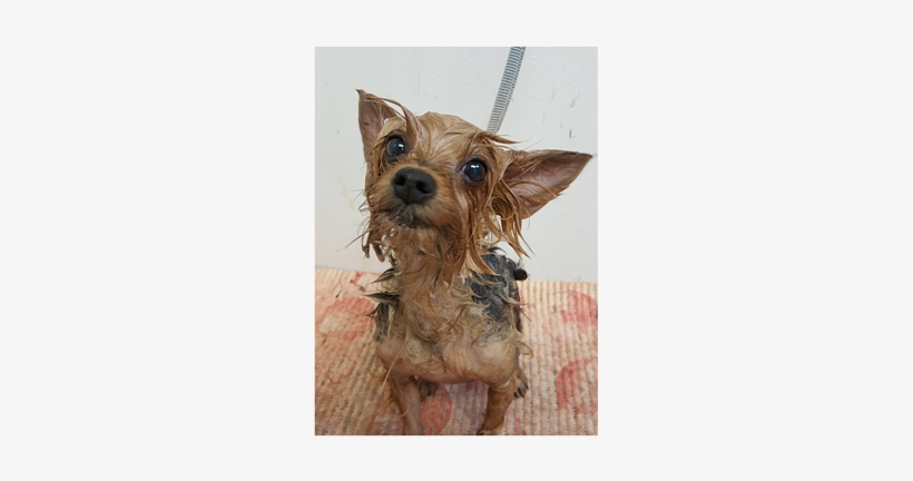 Bath - Portable Network Graphics, transparent png #3912626