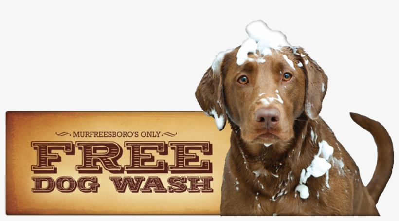 Kelton's Free Dog Wash - Marmont Hill Ride On Graphic Art On Wrapped Canvas, transparent png #3912668