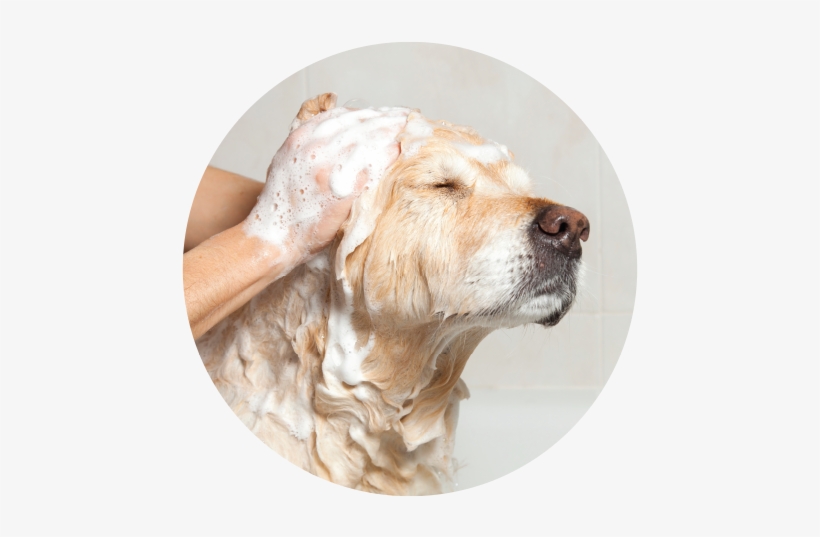 Warm Bubble Bath Fluff Dry Treatment For Impetigo On Dogs Free Transparent Png Download Pngkey