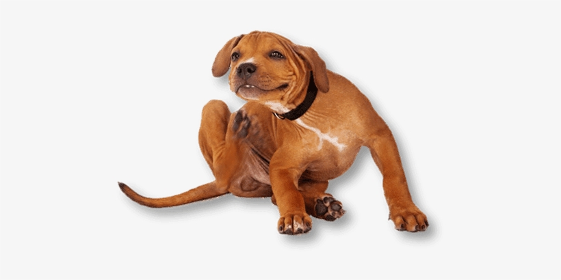 Does Your Pet Need A Flea Treatment We Can Help - Cats And Dogs Itching, transparent png #3912764