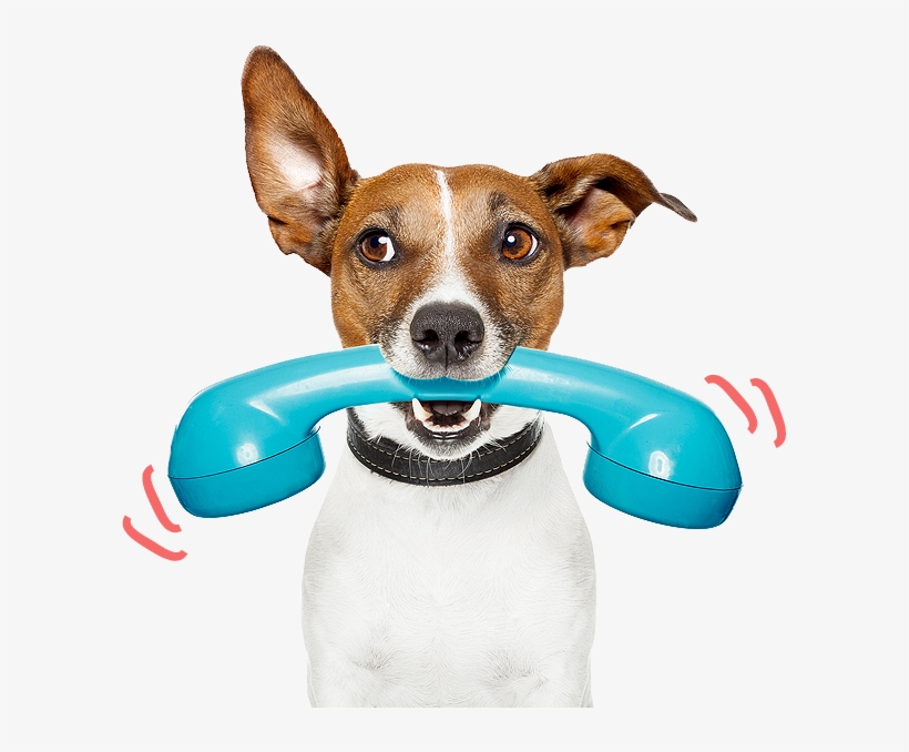 Perro Veterinario Png, transparent png #3912781