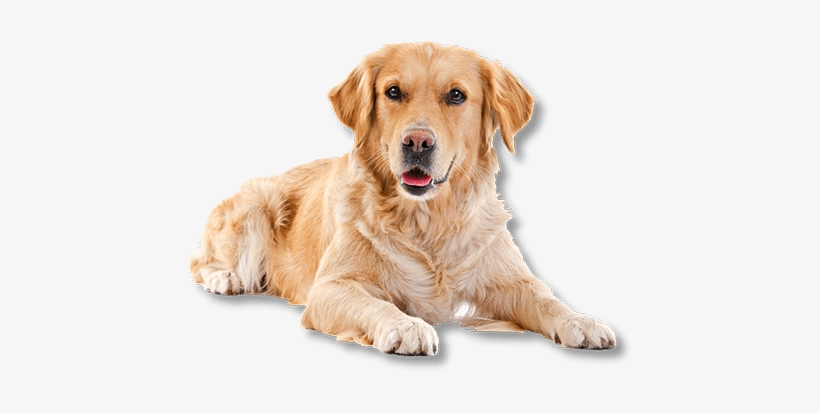 Looking For Safe, Gentle Dog Grooming In Santa Rosa - Golden Retriever White Background, transparent png #3912909